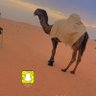 ناصر مرّوت profil fotoğrafı