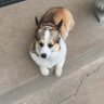 Dexter K's profile picture