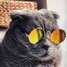 OvereducatedCatLady 的头像