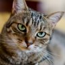 Wildcat07 profil fotoğrafı