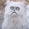 Profilbild von ArcherVB