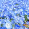 糀櫻唯環 こうくらたまき牙狼の爪団171 的头像