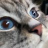 Special Kherson Cat 🐈🇺🇦 的头像