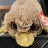 Profilbild von JoeBearPig