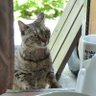 Фото профиля ฅ はこばん ฅ