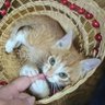 あずにゃん profil fotoğrafı