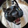 Evorax's profile picture