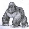 Profilbild von Muscle Ape