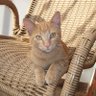 Neide Pinheiro profil fotoğrafı