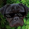 Profilbild von Infisnake