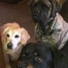 Hundetante 的头像
