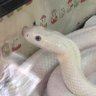 ふーちゃん profil fotoğrafı