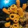 Coral Reef 🪑's profile picture