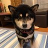 はやとも's profile picture