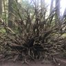 Фото профиля Green Needle