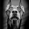 Brian profil fotoğrafı