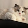 shuo wang profil fotoğrafı