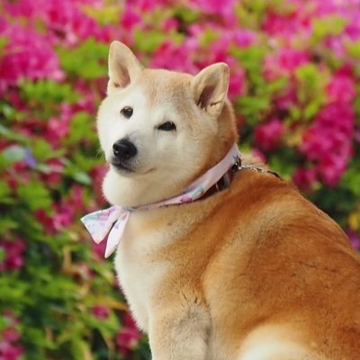 SUZUKAZE4848's profile picture