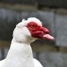BaSong profil fotoğrafı