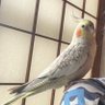 玄鳳鸚鵡 的头像