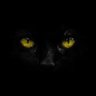 blackat's profile picture
