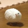チロと夢のママ's profile picture