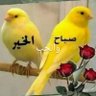انا من ضيع فى الهوى عمرة's profile picture