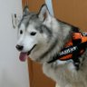 🐺愛犬🐺📷🐲龍PC💻主超甘党🍰's profile picture