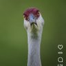 Tlou profil fotoğrafı