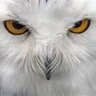 Profilbild von y knot