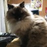 tisato's profile picture