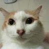 saifa jungjraroon's profile picture