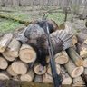 Profilbild von Mathews bow hunter 1755