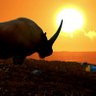 a wild elasmotherium ☭ profil fotoğrafı