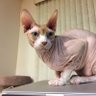 Bald Cats 的头像