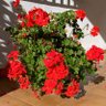 Profilbild von Tulip1987