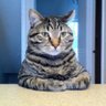ハッシー's profile picture