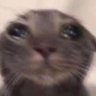 yyq's profile picture