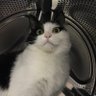 Profilbild von 中华大土猫