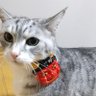 花のち晴れ子's profile picture
