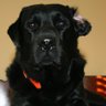 Wedman's profile picture
