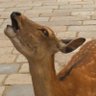 Profilbild von Bambi_9000