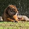 Ron Manzanares profil fotoğrafı