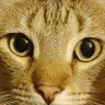 Dr. Crentist's profile picture