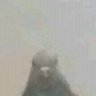 Profilbild von GuorkSen