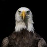 Ed profil fotoğrafı