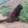 BlackCat! profil fotoğrafı
