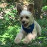 Stophe ‘n Manon 🇬🇧🇪🇺🐶🍷 profil fotoğrafı