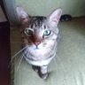 kiyozo's profile picture
