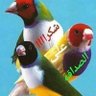 محمد حسين's profile picture